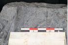 Foto (Detailansicht) von Sphnenophyllum schlotheimi Brongniart (NHMW-GEO-2024-0188-11281)